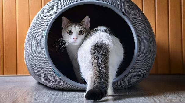 ドームベッドが好きな猫の写真