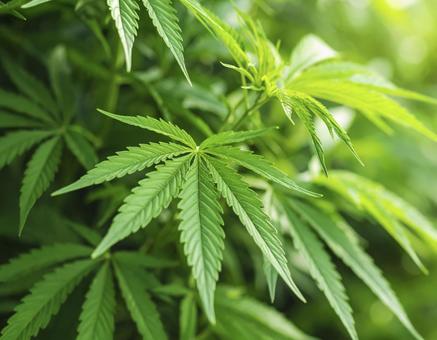 大麻草 AI生成画像 大麻草 AI生成画像の写真