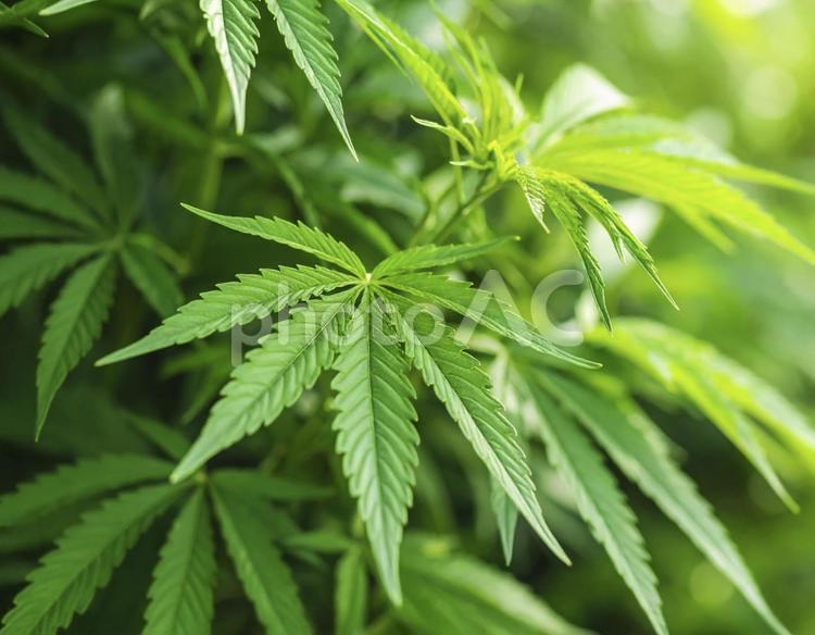 大麻草　AI生成画像 大麻草,植物,葉の写真素材