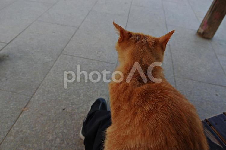 春のたそがれの公園猫 ネコ,猫,公園猫の写真素材