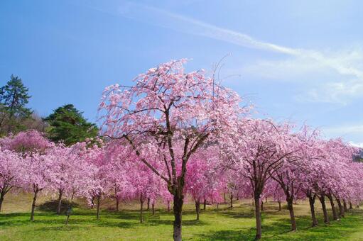 枝垂桜の公園 桜,枝垂桜,空の写真素材