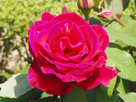 薔薇 ミスター・リンカーン 薔薇 ミスター・リンカーンの写真