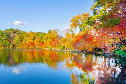 水面に映る紅葉 水面に映る紅葉 紅葉,秋,秋景色の写真素材