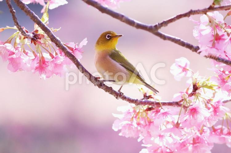 美しい春の桜とメジロ メジロ,桜,春の写真素材