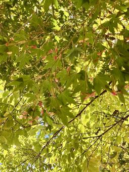 綺麗な緑の写真