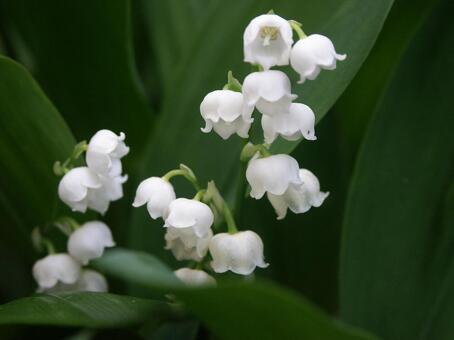 スズラン・鈴蘭のマクロ写真 自然風景,美しい,愛されるの写真素材