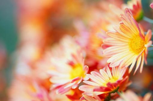 菊 野菊,花,キクの写真素材