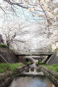 志井川の桜並木 志井川の桜並木 志井川,桜並木,さくらの写真素材