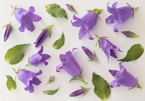 Bellflower, JPG