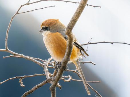 枝にとまるモズ・百舌鳥 枝にとまるモズ・百舌鳥の写真