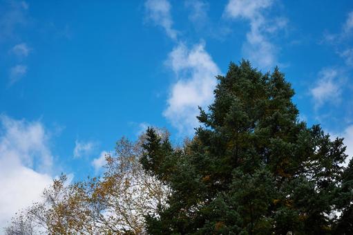 秋の青空 秋の青空の写真