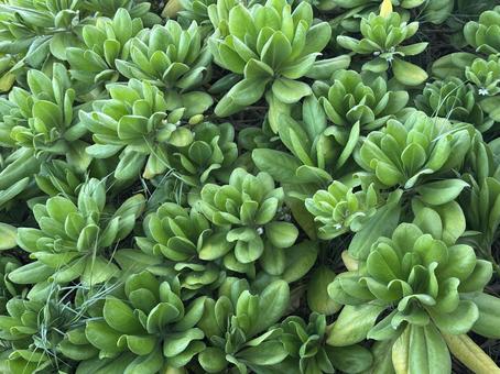 ナウパカ ナウパカ ハワイ,海のナウパカ,植物の写真素材