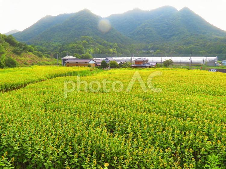 ７月下旬のひまわり畑 背景,ひまわり,花の写真素材