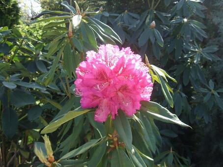 大きなピンクの花 都市緑化フェア,岡山市,西大寺の写真素材