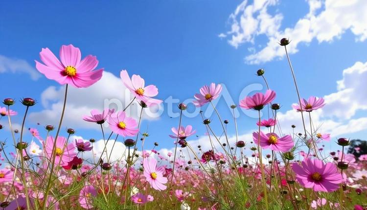 ピンク色のコスモスと青い空 コスモス,青空,花畑の写真素材