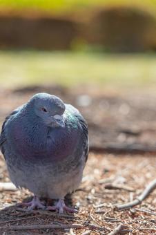 鳩 縦写真余白あり 鳩 縦写真余白ありの写真