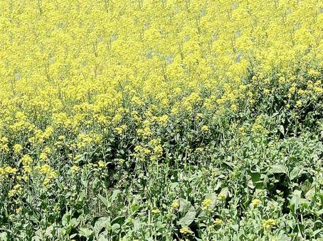 菜の花 菜の花の写真