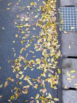 雨上がりの落ち葉の写真
