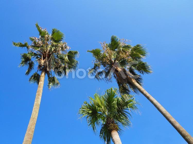 ヤシの木と青空01 ヤシ,夏,青空の写真素材