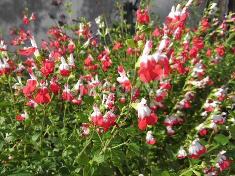 丈夫で花期が長い宿根草！チェリーセージ 花,チェリーセージ,白の写真素材