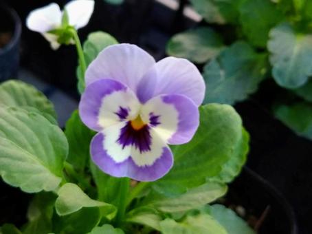 パンジー パンジーの写真