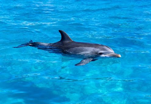 美しい海で水面から顔を出して泳ぐイルカ 美しい海で水面から顔を出して泳ぐイルカの写真