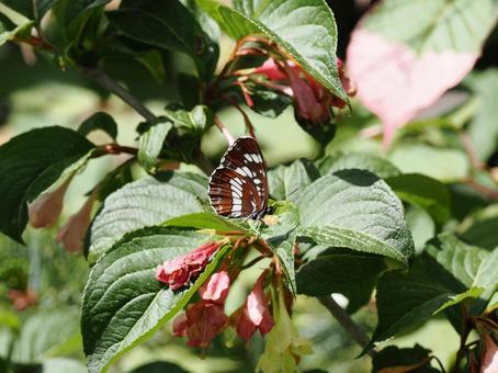 Photo, hummingbird (trochilidae family), butterfly, insect, 