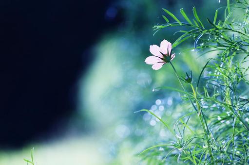緑の中のピンクのコスモス 緑の中のピンクのコスモス コスモス,秋,花の写真素材