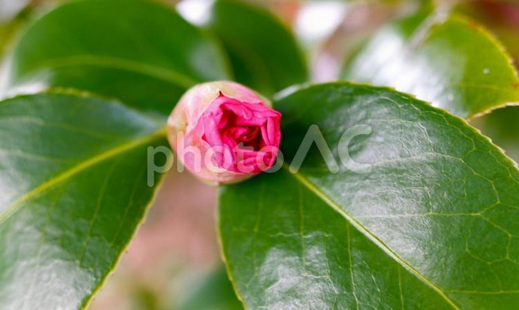 だいぶ花開いてきた椿のつぼみ つぼみ,ツバキ,椿の写真素材