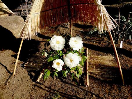 鶴岡八幡宮・1月下旬のぼたん園風景その5 ぼたん,花,植物の写真素材