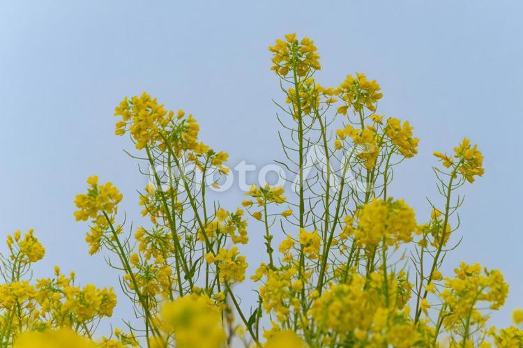 渡良瀬遊水池の菜の花 菜の花,なの花,3月の写真素材