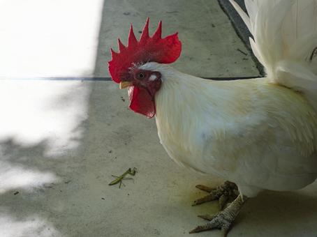 神鶏のおやつタイム 神鶏のおやつタイムの写真
