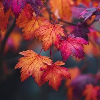 ドラマチックな光に包まれた紅葉 ドラマチックな光に包まれた紅葉の写真