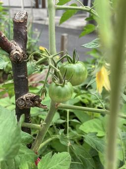 苗に付いている緑のプチトマト 苗に付いている緑のプチトマトの写真