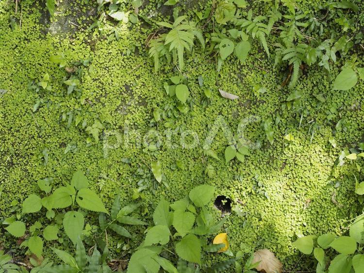 シダ植物に覆われた壁 シダ植物,草,壁の写真素材