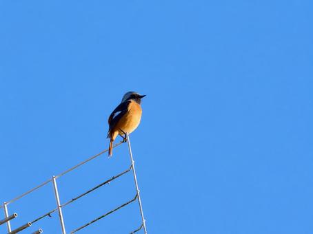 青空背景朝日を浴びる冬鳥ジョウビタキ雄 青空背景朝日を浴びる冬鳥ジョウビタキ雄 ジョウビタキ,鳥,青空の写真素材