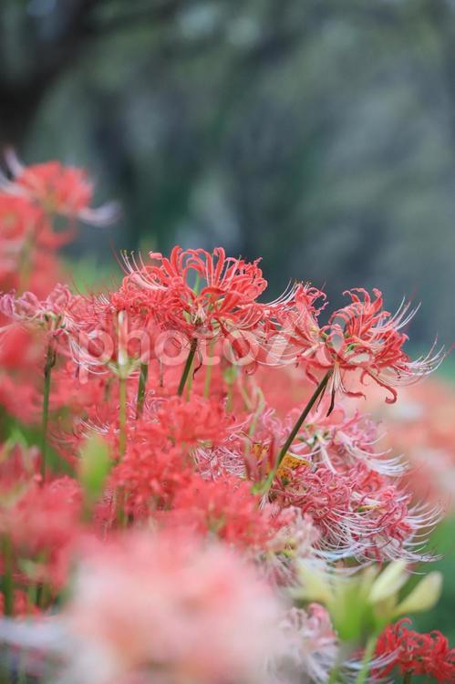 早咲きの曼珠沙華 曼珠沙華,彼岸花,早咲きの写真素材