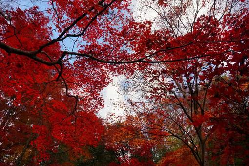 紅葉 紅葉 紅葉,秋,もみじの写真素材