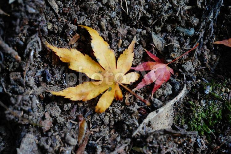 寄り添うもみじ もみじ,モミジ,紅葉の写真素材