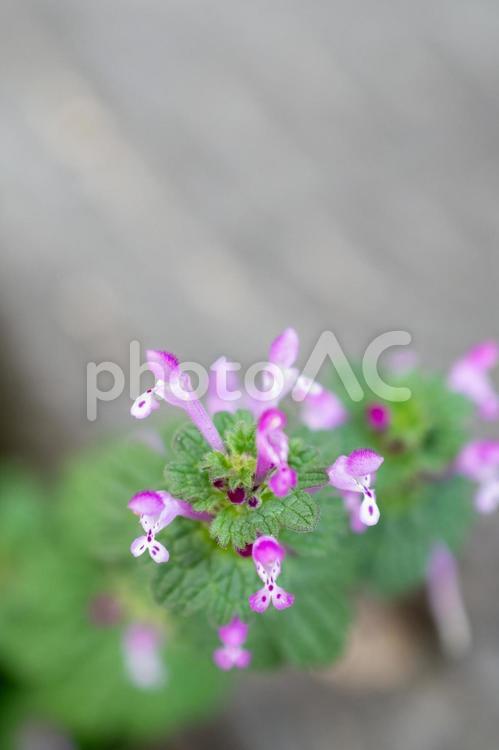 庭に咲いた仏の座 晴天,晴れ,天気の写真素材
