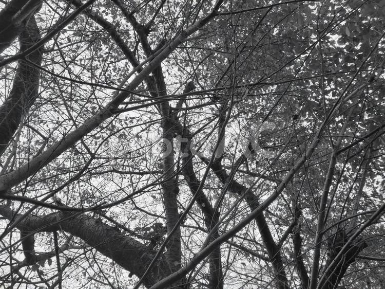 木の下から.10 白黒,モノクロ,木の写真素材