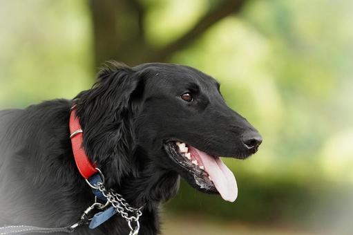Photo, dog, flat-coated retriever, a pet, 
