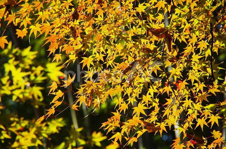 秋の風景　紅葉 紅葉,もみじ,秋の写真素材