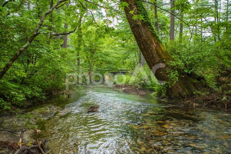 長野県　新緑の上高地 上高地,長野,風景の写真素材