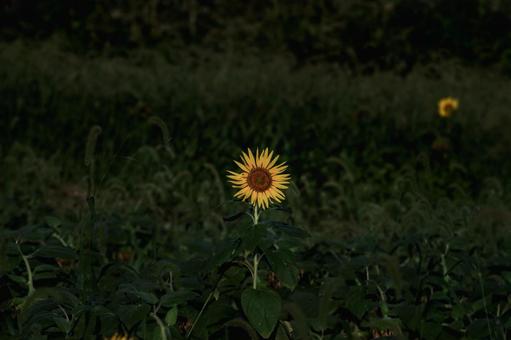 <風景>枯れ始めた秋のヒマワリ畑の景色 <風景>枯れ始めた秋のヒマワリ畑の景色 ひまわり,夏,花の写真素材