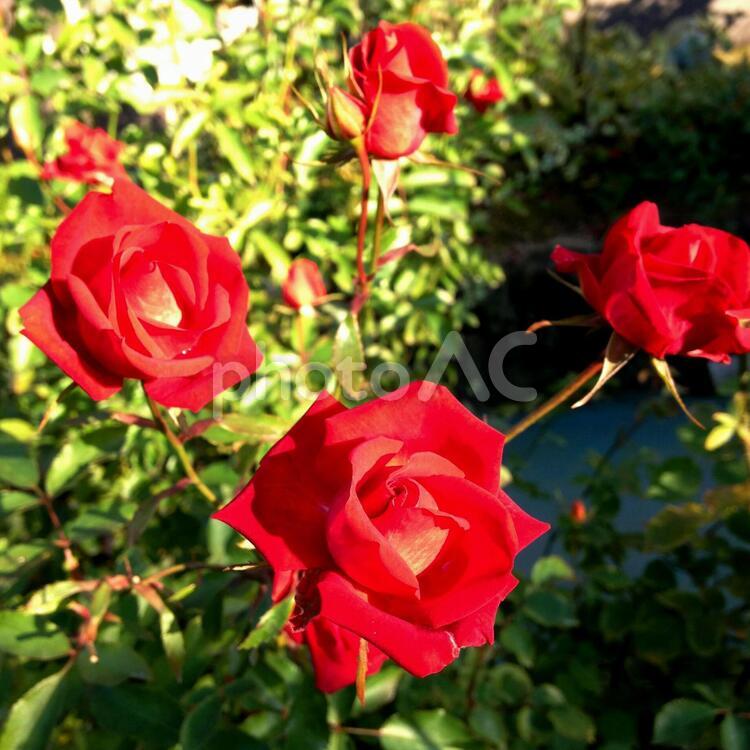 赤いバラ 薔薇,バラ,紅薔薇の写真素材