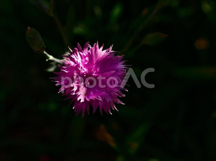 日差しを浴びるピンクのナデシコ ナデシコ,花,アザミの写真素材