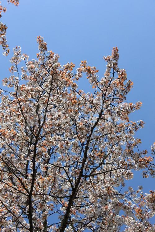 晴天の桜 桜,サクラ,吉野山の写真素材