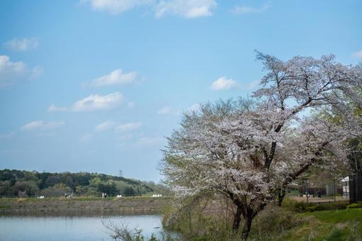 川辺に咲く桜の風景 川辺に咲く桜の風景の写真