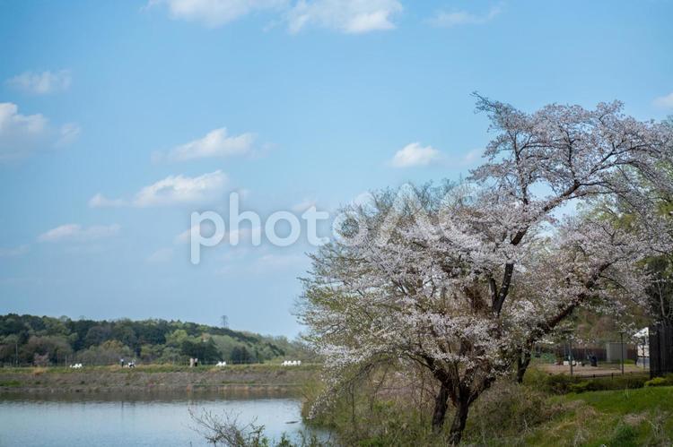 川辺に咲く桜の風景 桜,川,空の写真素材